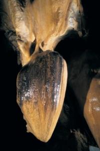 Jeskyně Na Pomezí - Srdce